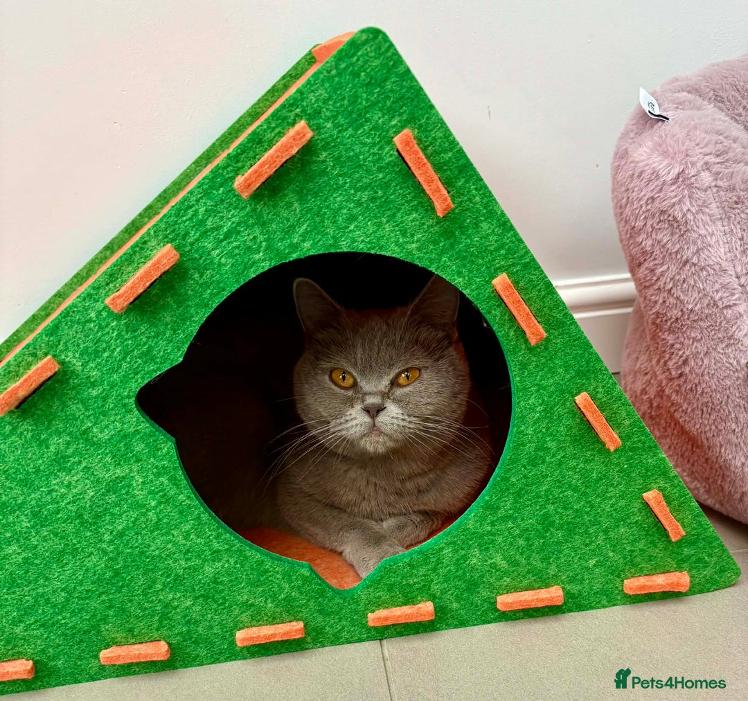 British Shorthair cats for sale: Luxury British Short-Choc& Bi-Coloured|07988240877 - Advert 4