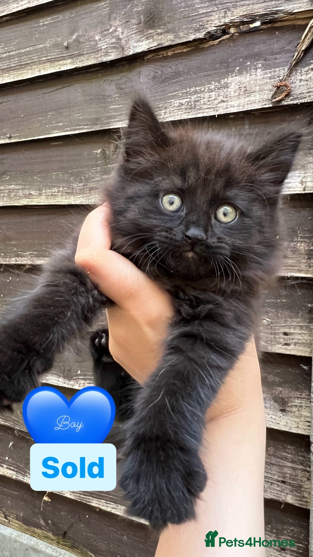 Domestic Shorthair cats for sale: Only one Girl left 🐈‍⬛😿  - Image 8