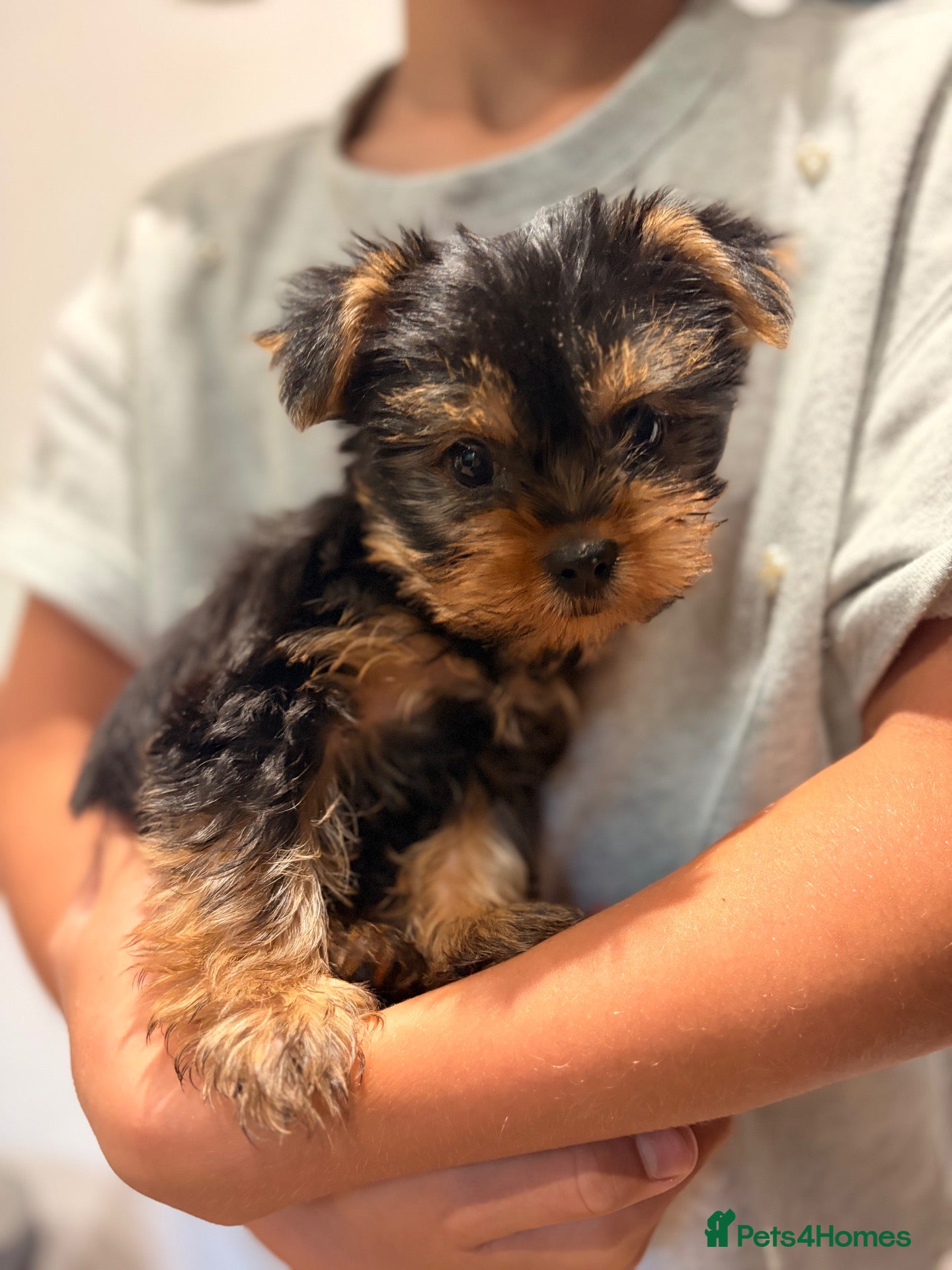 Yorkshire Terrier dogs Yorkshire Terrier BOY ONLY - Advert 1