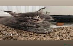 Maine Coon cats for sale: Mainecoon Kittens  - Image 24