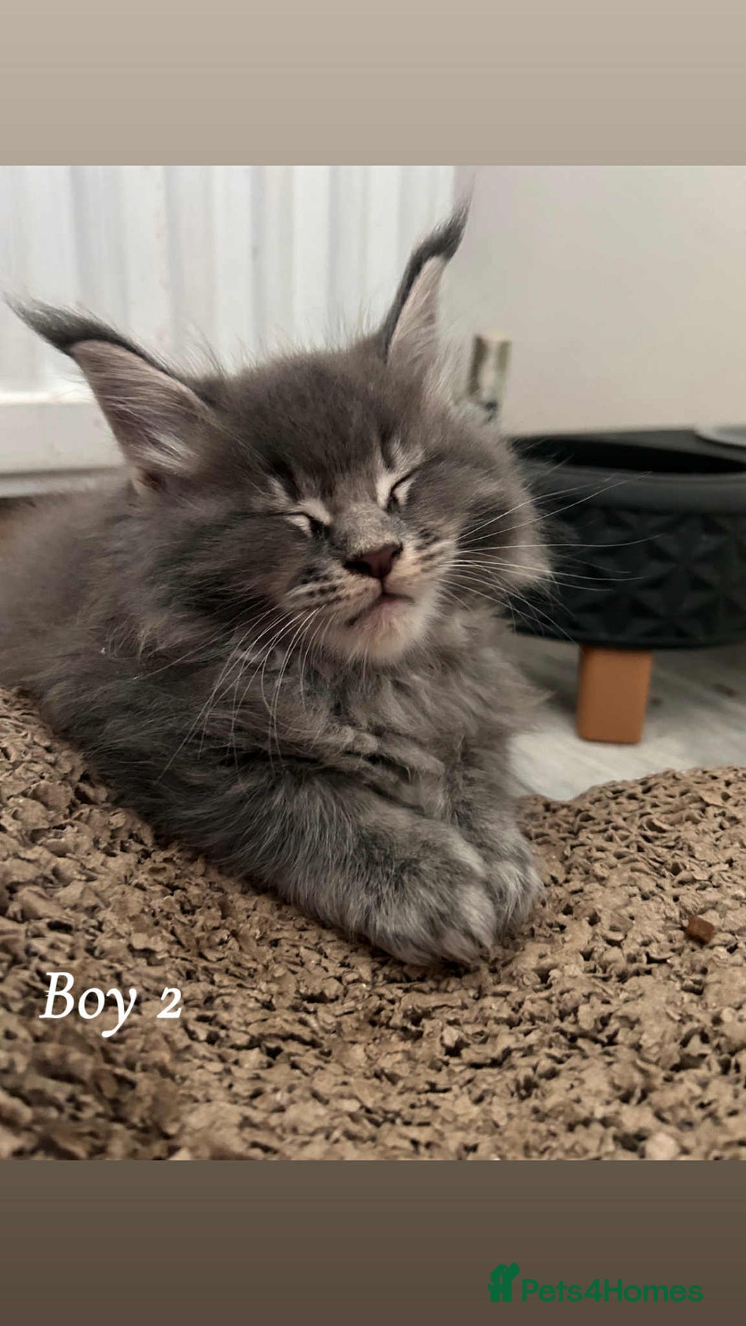 Maine Coon cats for sale: Mainecoon Kittens  - Image 24