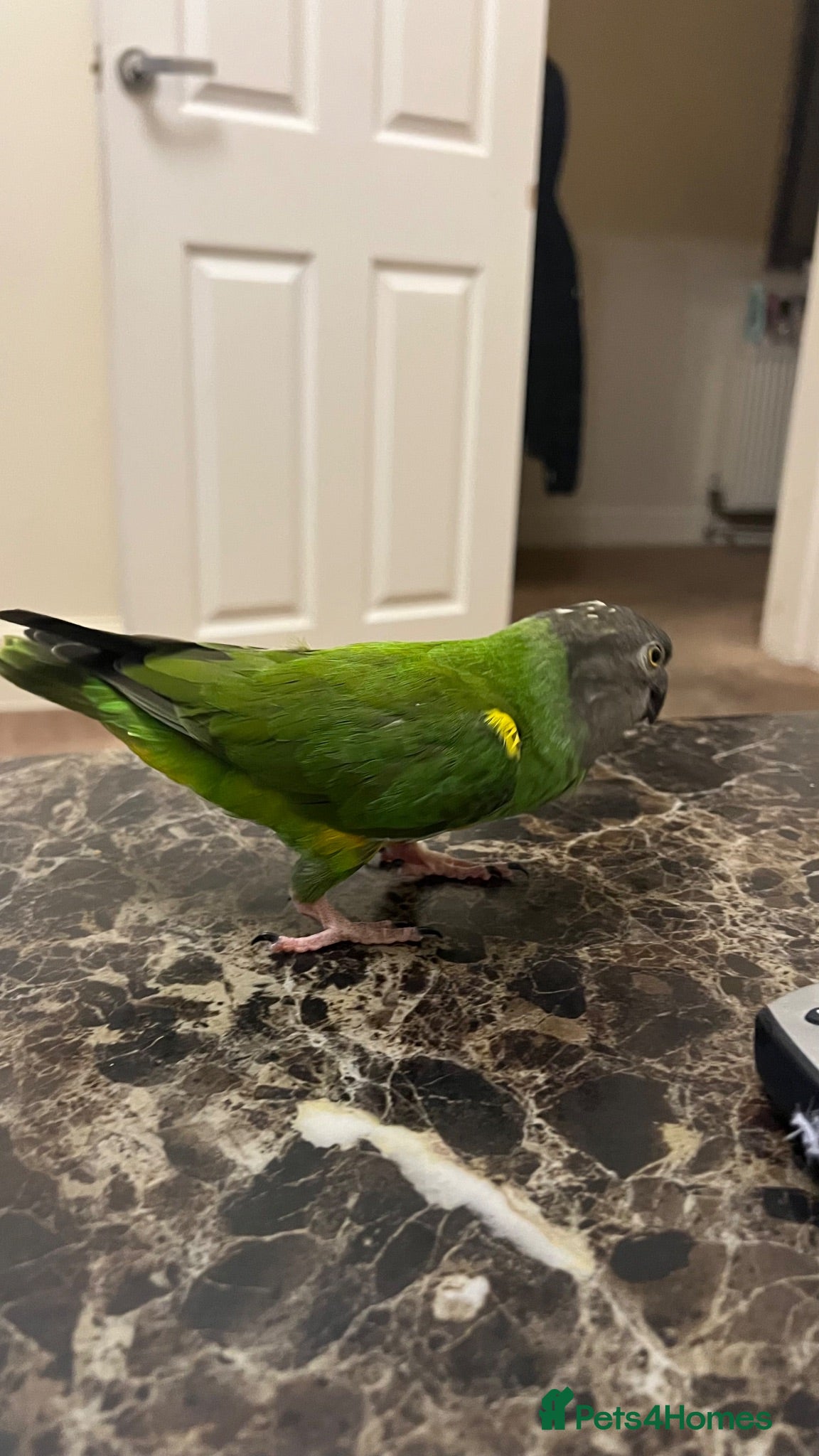 Mixed Breed birds Birds for sale *read description*  - Advert 2