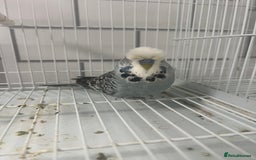 Budgerigars birds for sale: Beautiful budgies - Image 7
