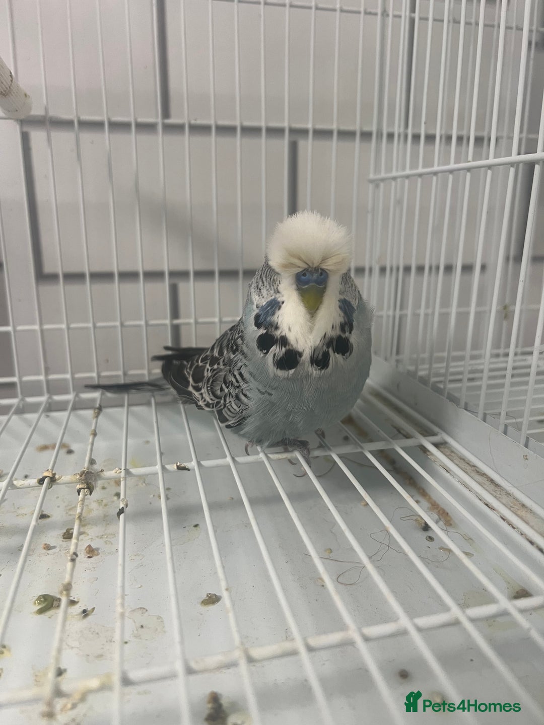 Budgerigars birds for sale: Beautiful budgies - Image 7