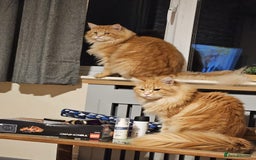 Ragcoon cats for sale: Mainecoon x Ragdoll kittens - Image 12