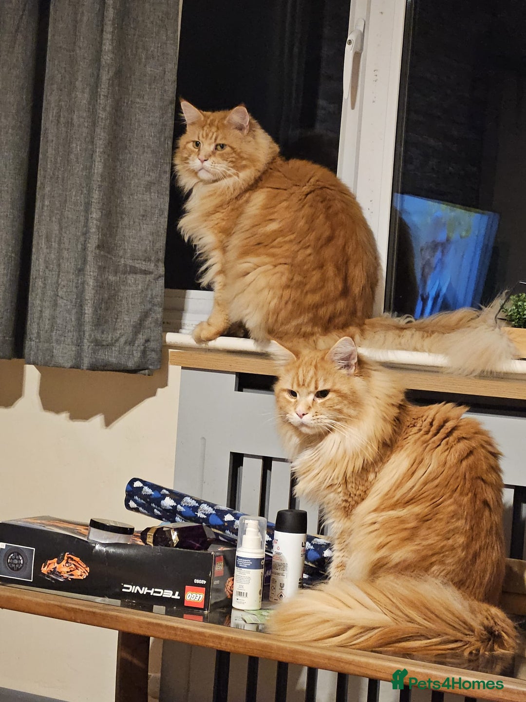 Ragcoon cats for sale: Mainecoon x Ragdoll kittens - Image 12