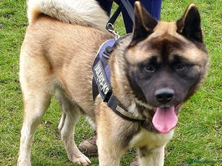 Akita dogs Rocky in Worksop - Advert 9