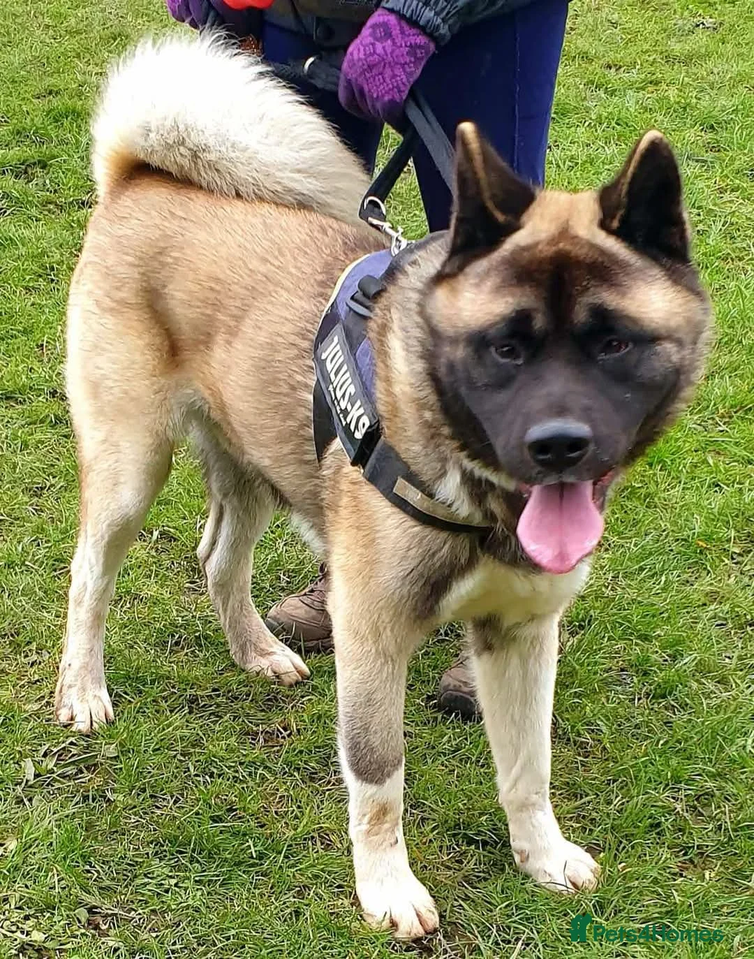 Akita dogs for adoption: Rocky in Worksop - Advert 1