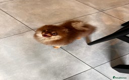 Pomeranian dogs for sale: Choc and Tan Pomeranian Boy - Image 2