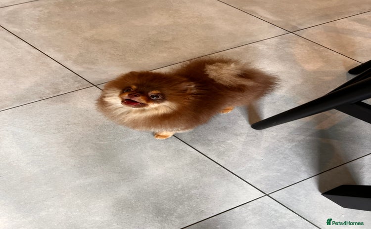 Pomeranian dogs - Advert 2