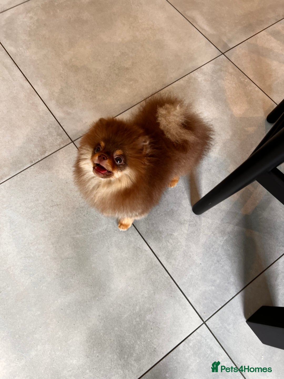 Pomeranian dogs for sale: Choc and Tan Pomeranian Boy - Image 2