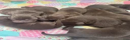Labrador Retriever dogs for sale: Chunky chocolate Labrador puppies  - Advert 17