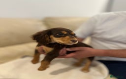 Cocker Spaniel dogs for sale: Cocker spaniel - Image 8