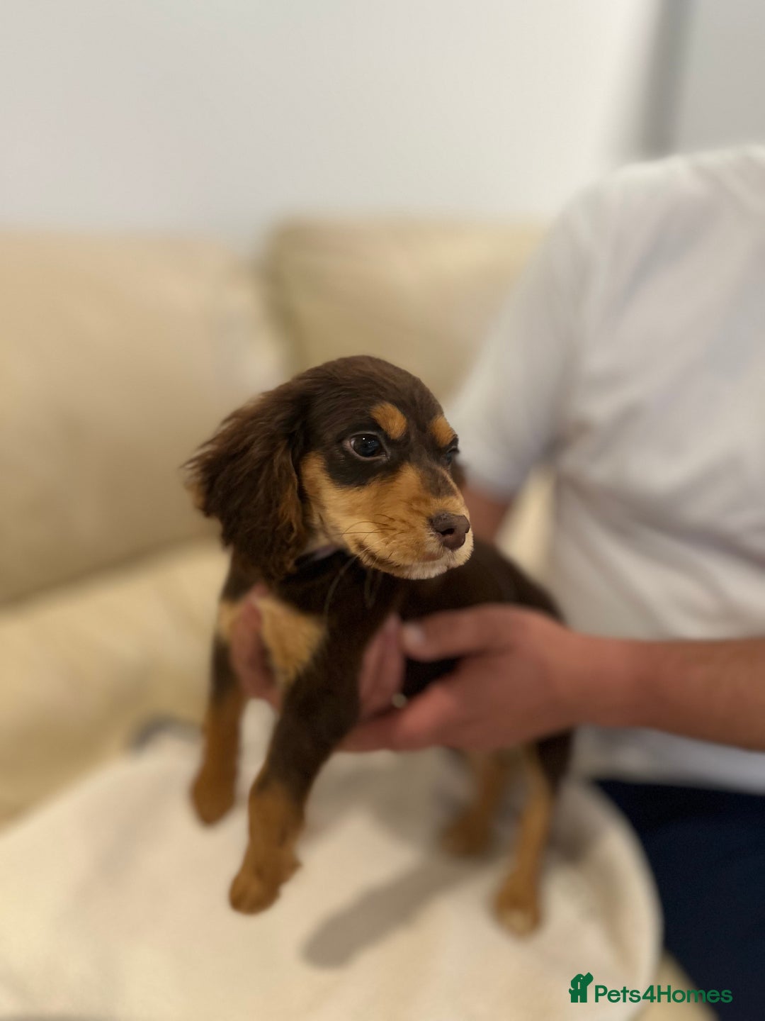 Cocker Spaniel dogs for sale: Cocker spaniel - Image 8