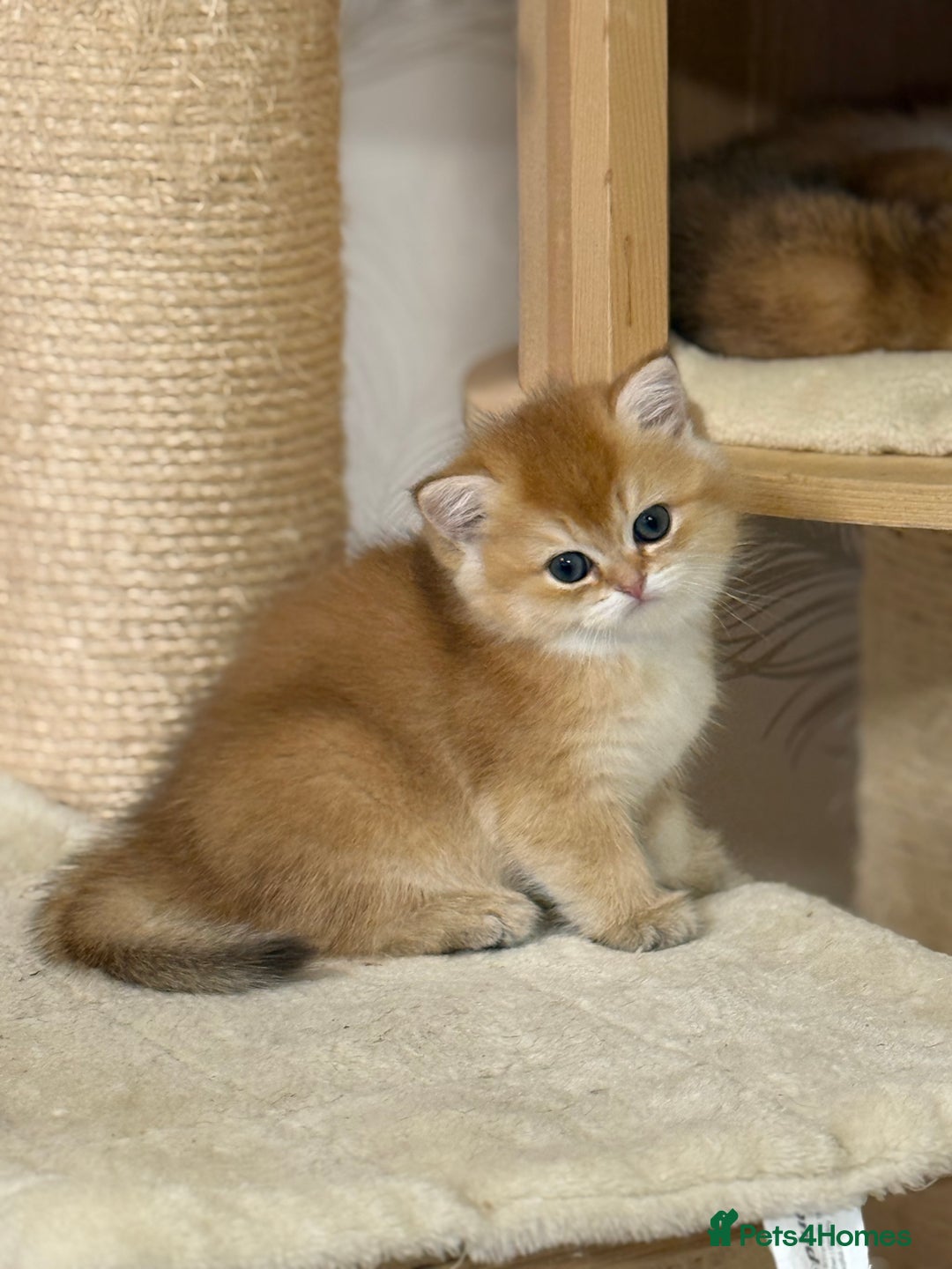 British Shorthair cats for sale: 🌟 Last two beautiful  Golden BSH girls 🌟 - Advert 17