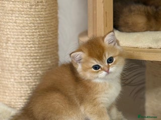 British Shorthair cats 🌟 Amazing Chocolate Golden BSH kittens🌟 - Advert 5