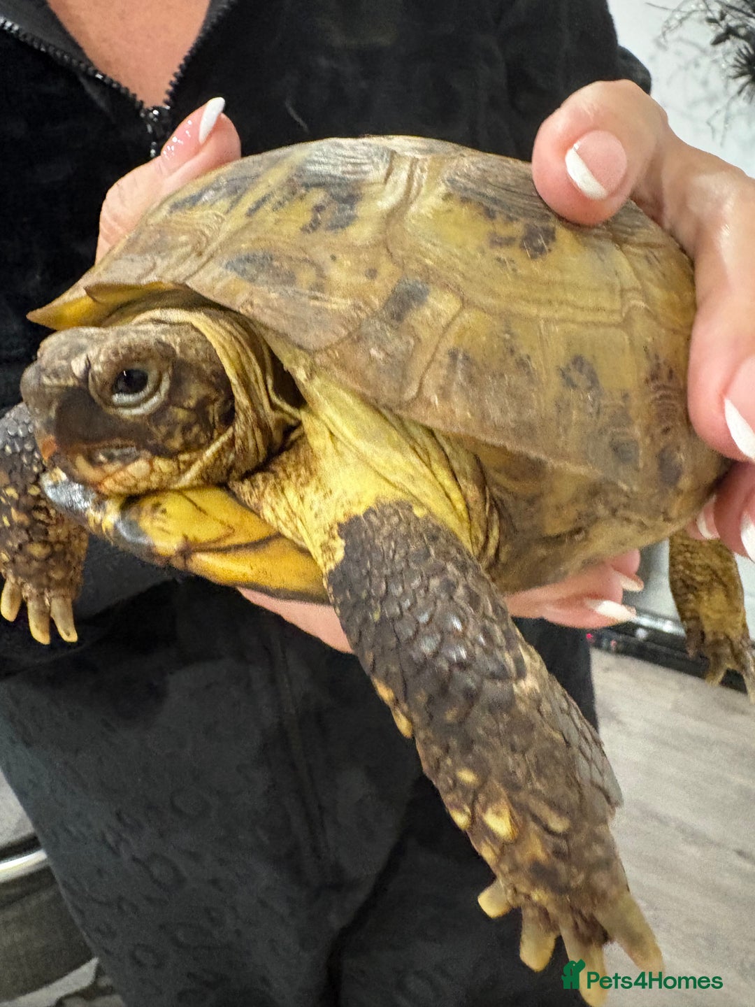 Tortoise reptiles for sale: Male female tortoise - Advert 5