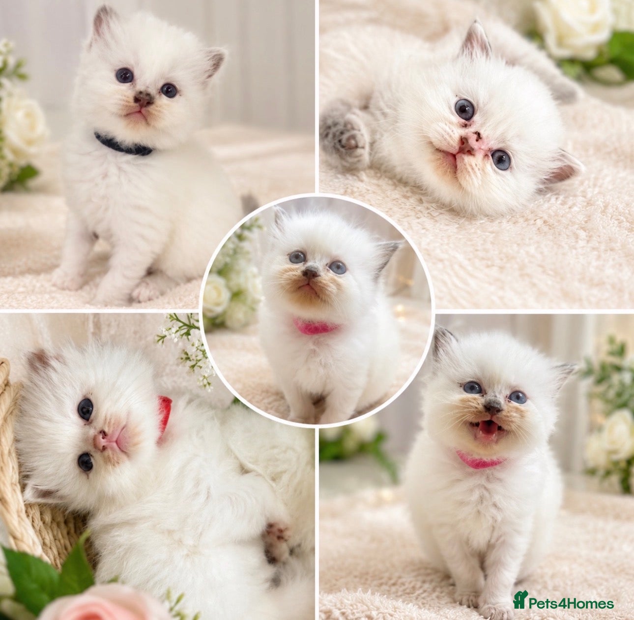 Ragdoll cats Ragdoll kittens champion breed GCCF show quality  - Advert 1