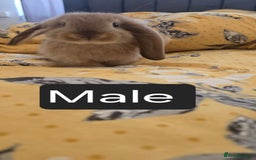 French Lop rabbits for sale: Beautiful French Lop bunnies - Image 27