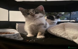 Mixed Breed cats for sale: Kittens - Ready to leave  - Image 6