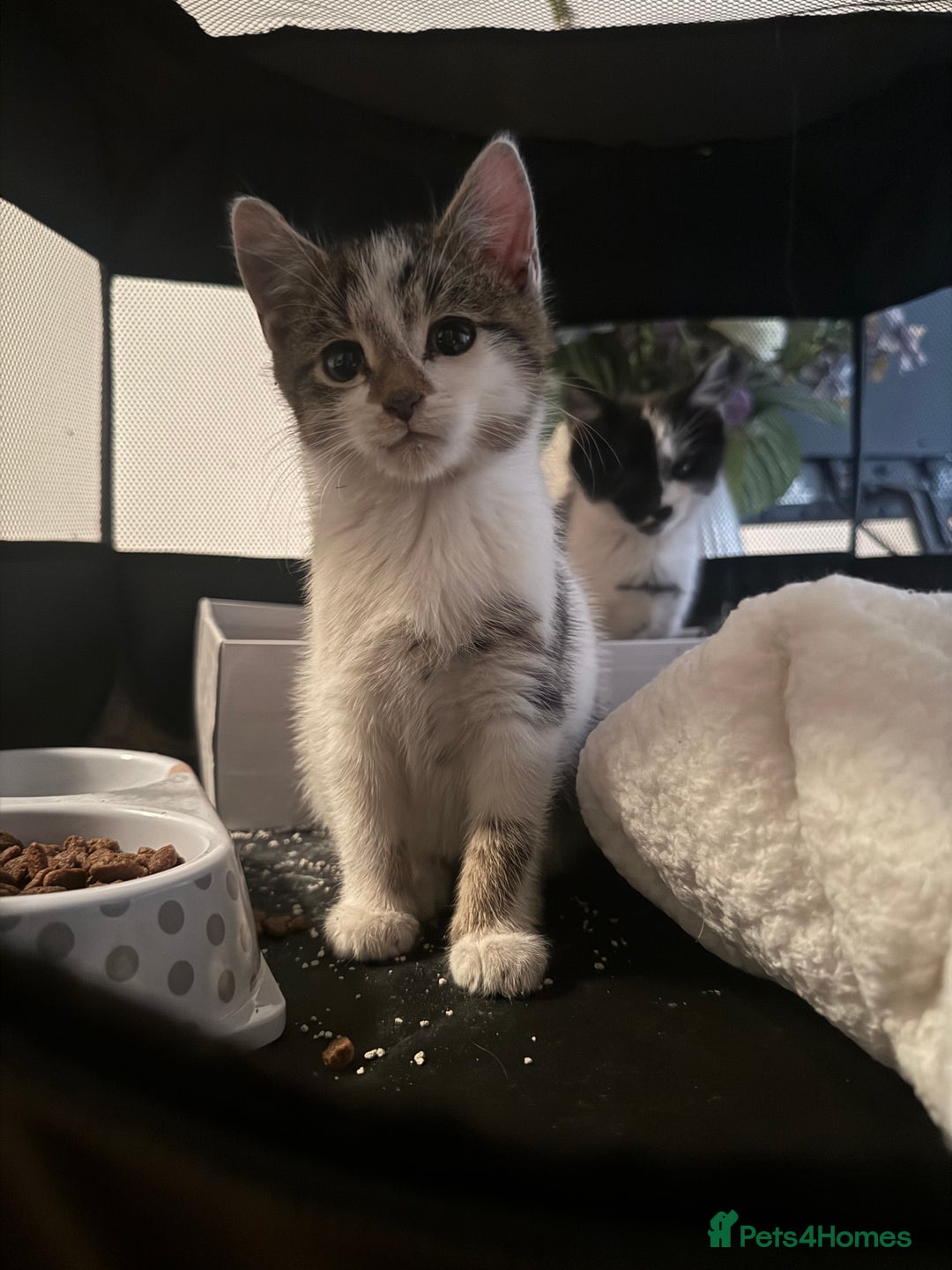 Mixed Breed cats for sale: Kittens - Ready to leave  - Image 6