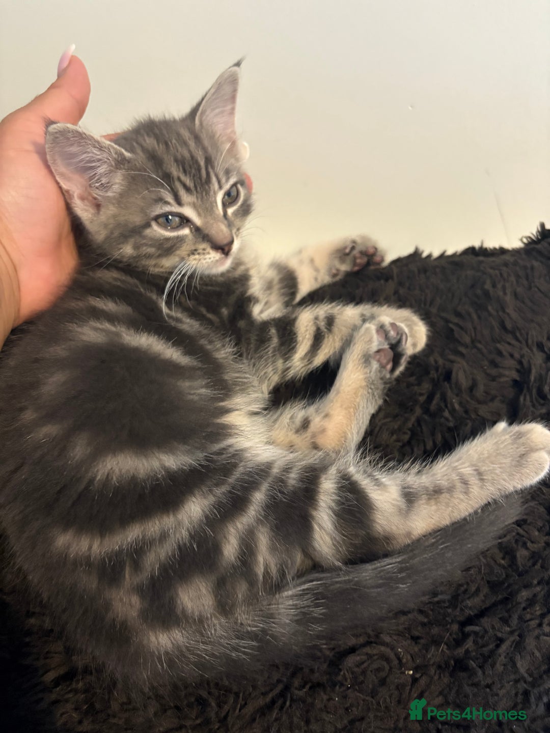 British Shorthair cats for sale: Tabby cats - Image 4