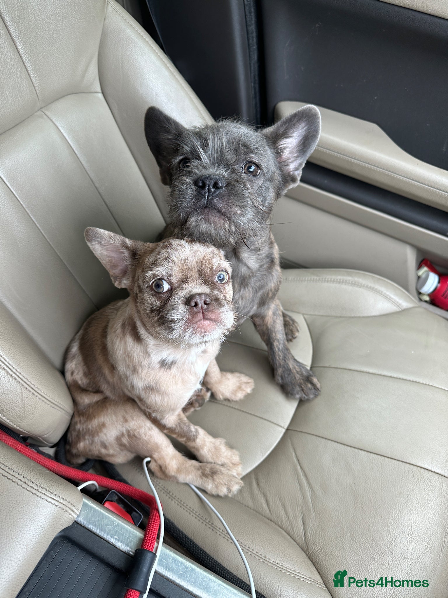 French Bulldog dogs Final reductions- micro frenchies- ready now  - Advert 13