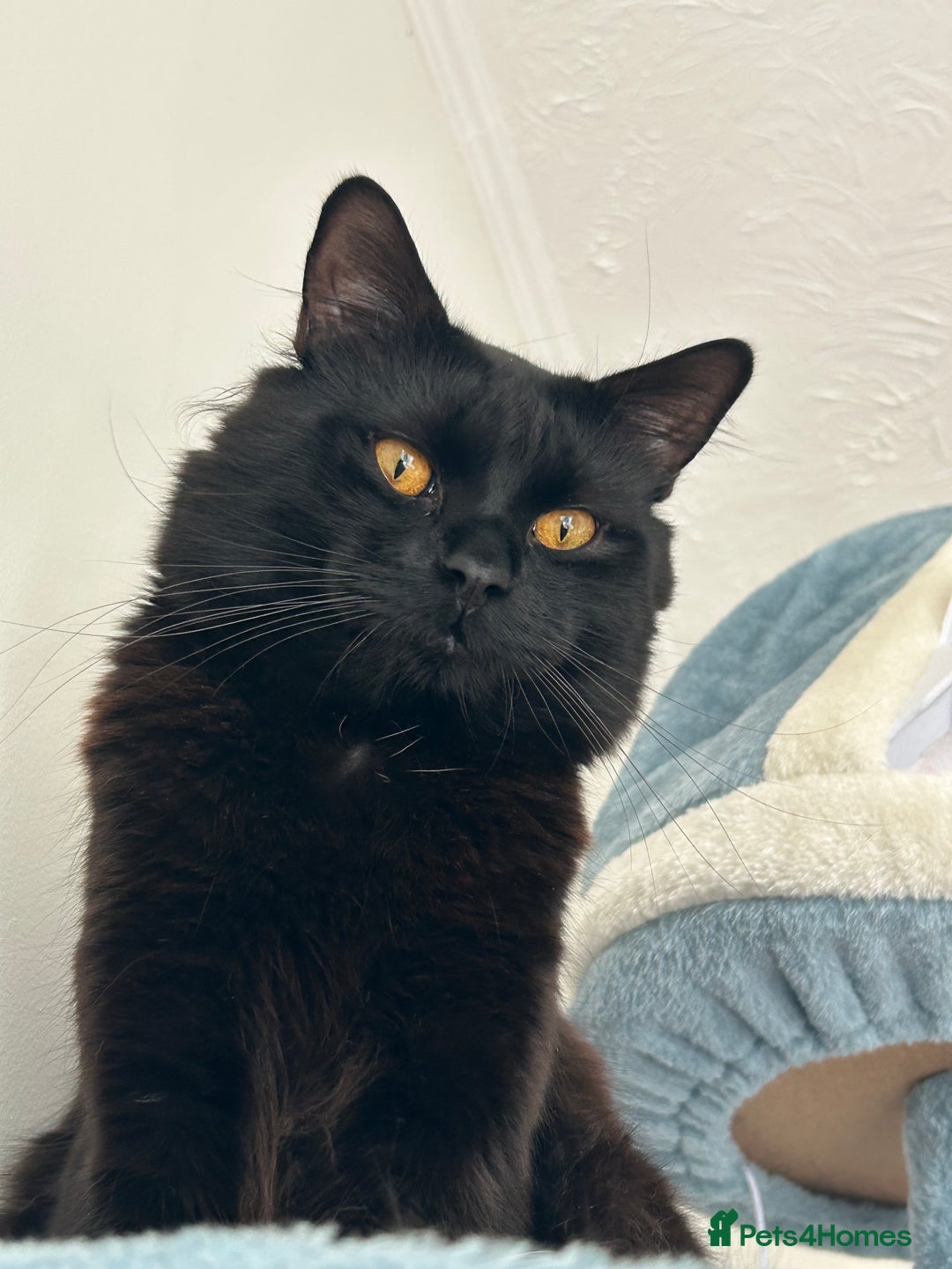 Ragdoll cats for sale: RAGDOLL X RUSSIAN WHITE kittens  - Advert 6