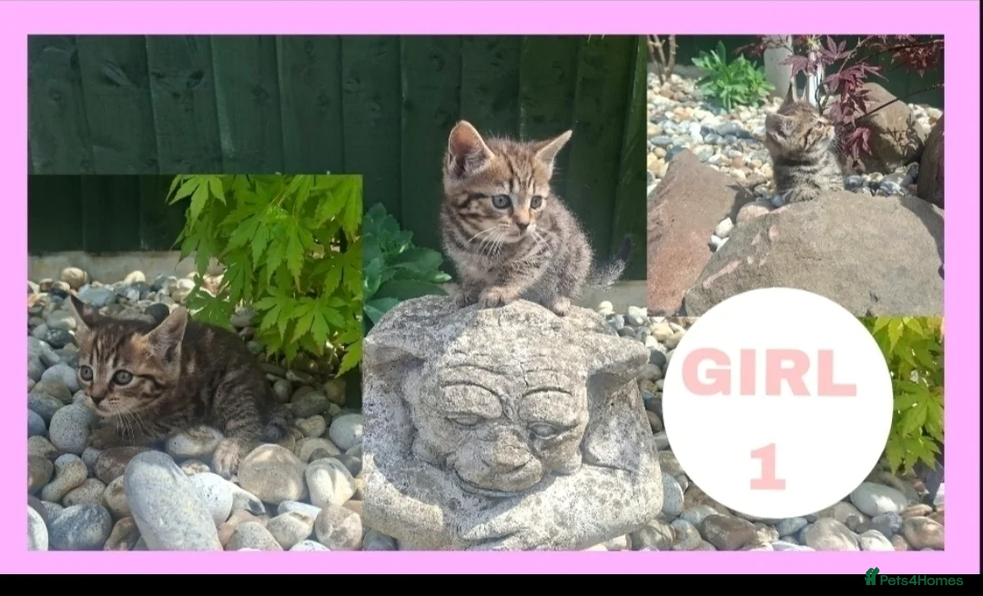 Mixed Breed cats for sale: 4 stunning female kittens for sale  - Advert 1
