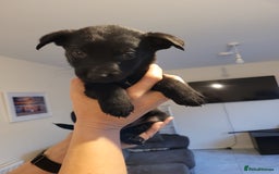Mixed Breed dogs for sale: German Shepherd X Labrador  - Image 18