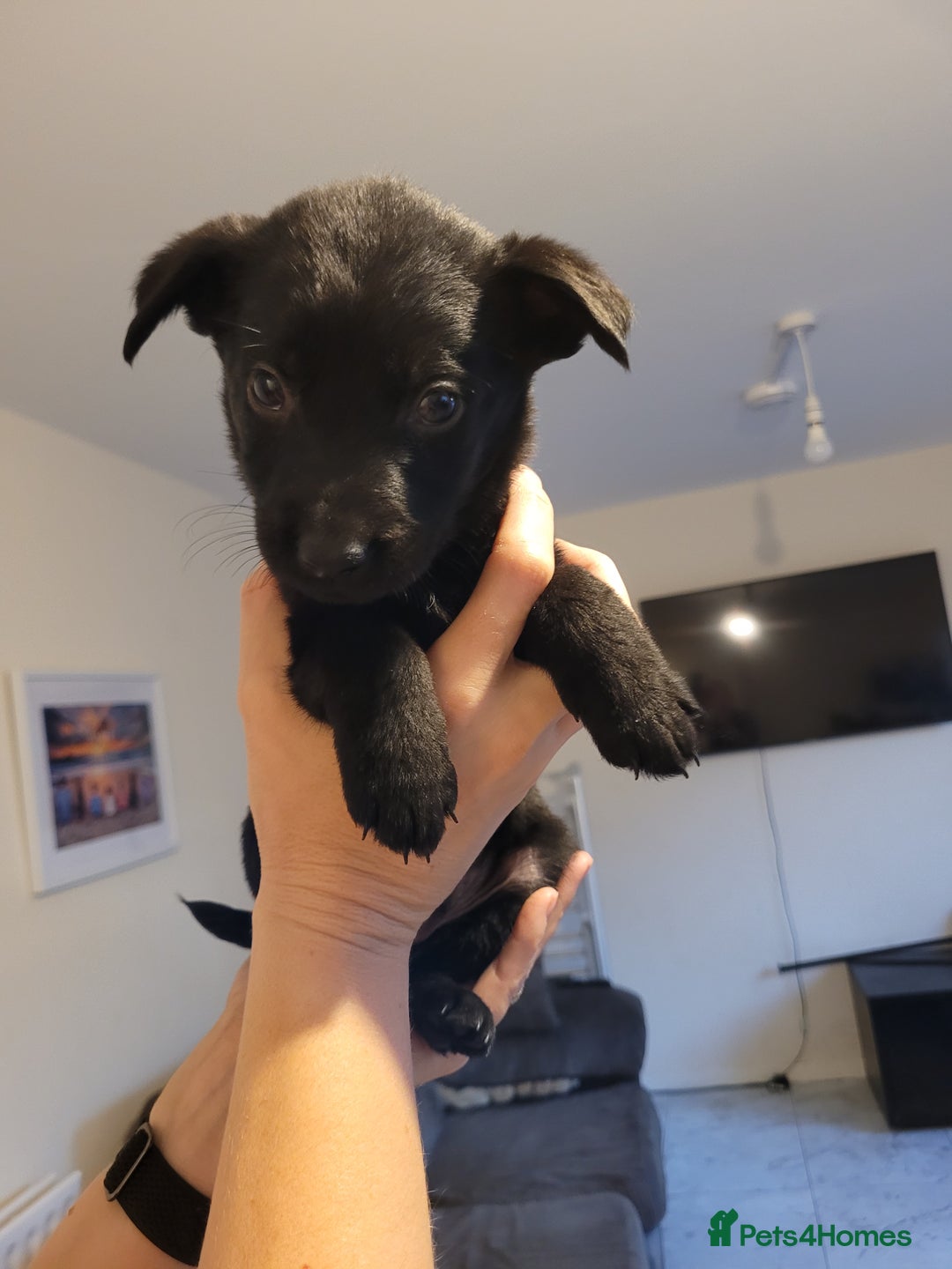 Mixed Breed dogs for sale: German Shepherd X Labrador  - Image 18