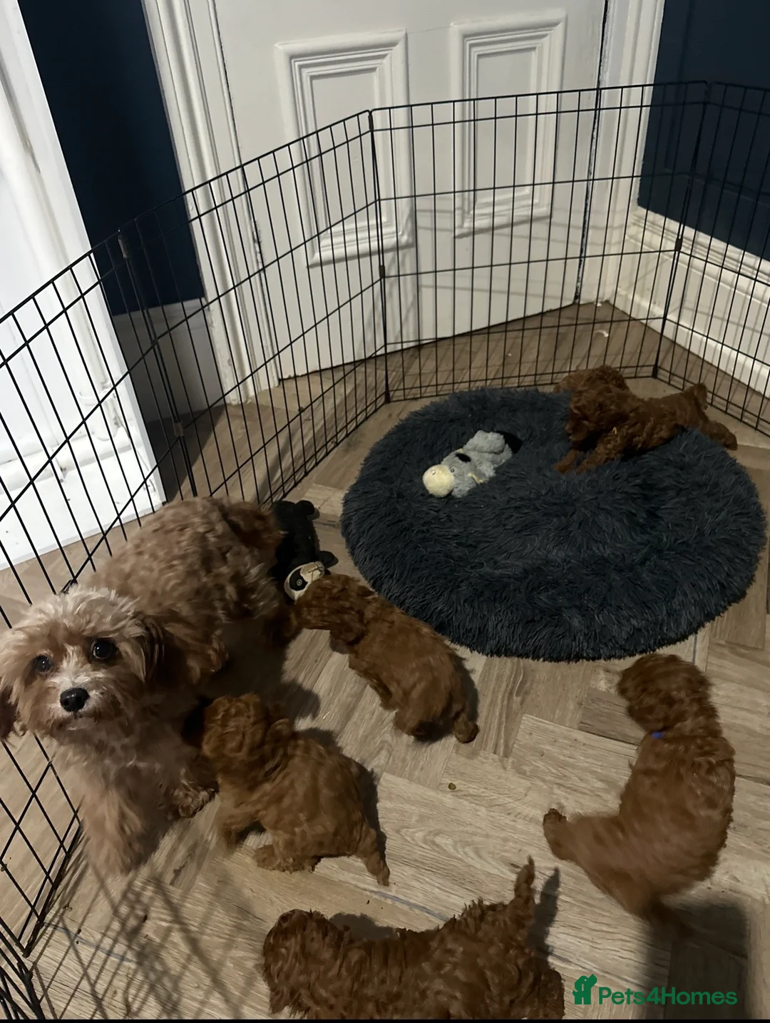 Cavapoo dogs for sale: 🐶Perfect Toy Cavapoos (Health Tested)🐶 - Advert 15