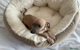 Italian Greyhound dogs for sale:  Beautiful Italian greyhound puppies  - Image 17