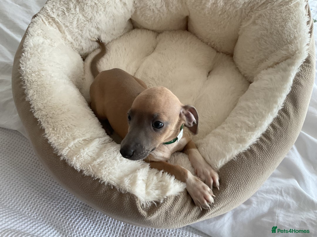 Italian Greyhound dogs for sale:  Beautiful Italian greyhound puppies  - Image 17