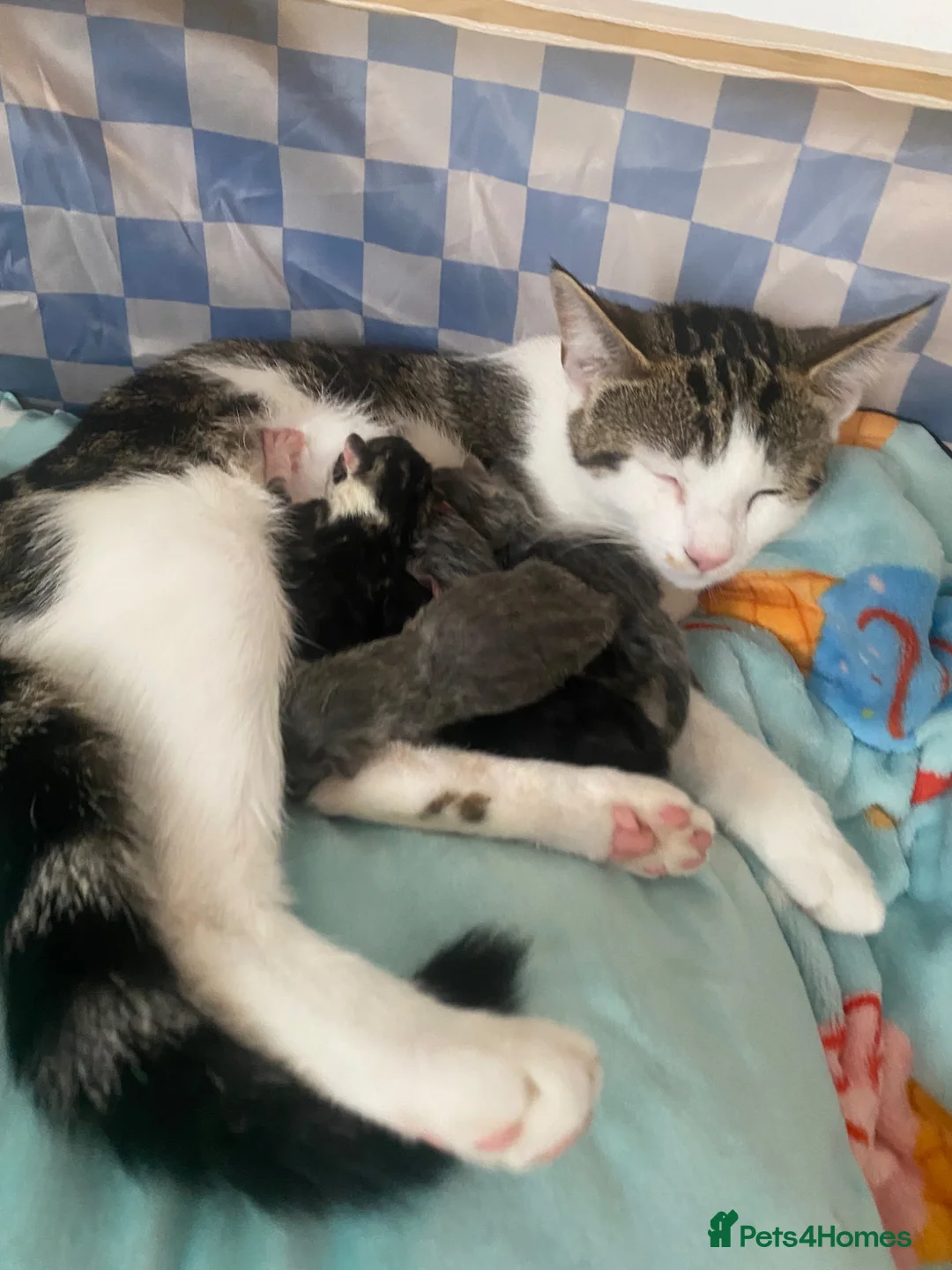 Mixed Breed cats for sale: 5 kittens - domestic shorthair x British shorthair in Derby - Advert 1