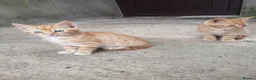 Mixed Breed cats for sale: Ginger Kittens for Sale - Advert 7