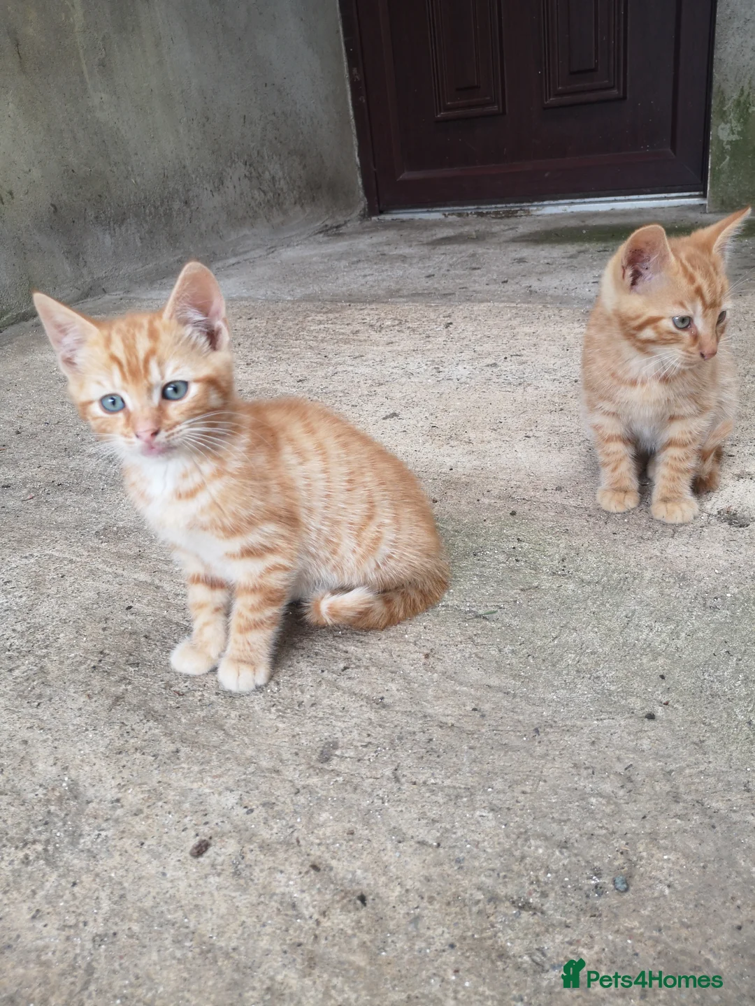 Mixed Breed cats for sale: Ginger Kittens for Sale - Advert 7