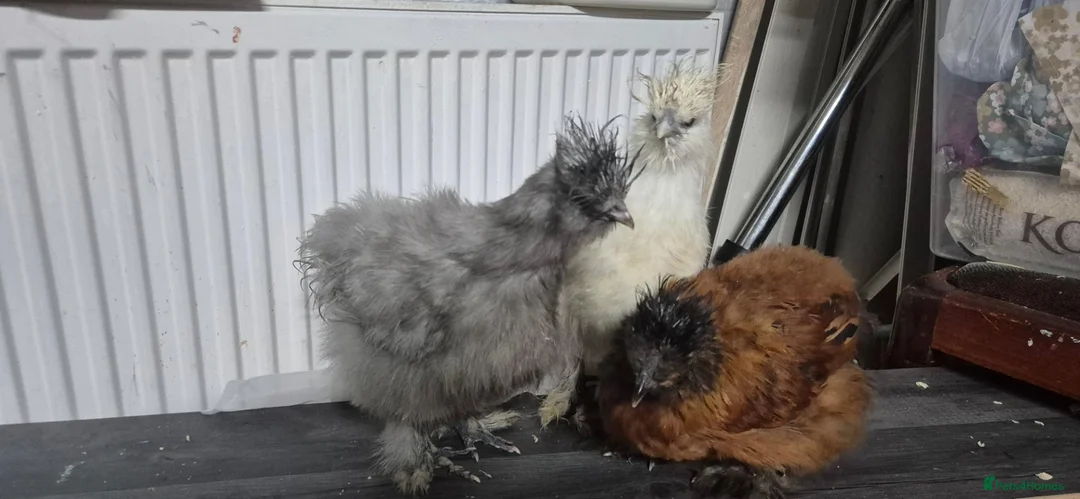 Chickens poultry for sale: 3 Pure‑bred Silkie Bantam Chickens|Collection only - Advert 2