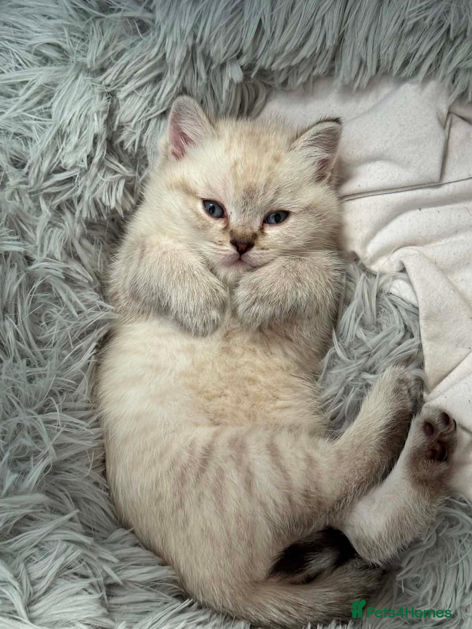 Scottish Fold cats Scottish Fold Healthy Playful Kittens Available - Advert 18