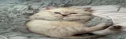 Scottish Fold cats for sale: Scottish Fold Healthy Playful Kittens Available - Advert 1
