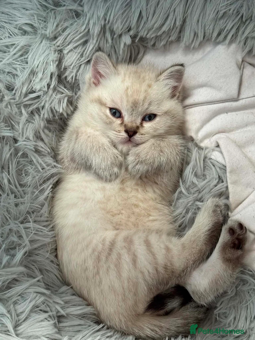 Scottish Fold cats for sale: Scottish Fold Healthy Playful Kittens Available - Advert 1