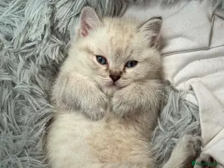 Scottish Fold cats Scottish Fold Healthy Playful Kittens Available - Advert 4