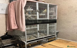 Cockatiels birds for sale: 🐦 Cockatiels with Large Double Cage - Image 1