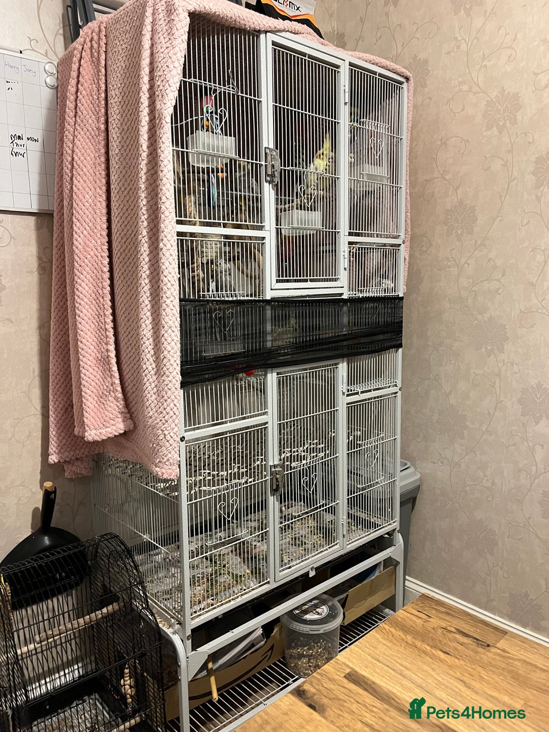 Cockatiels birds for sale: 🐦 Cockatiels with Large Double Cage - Image 1