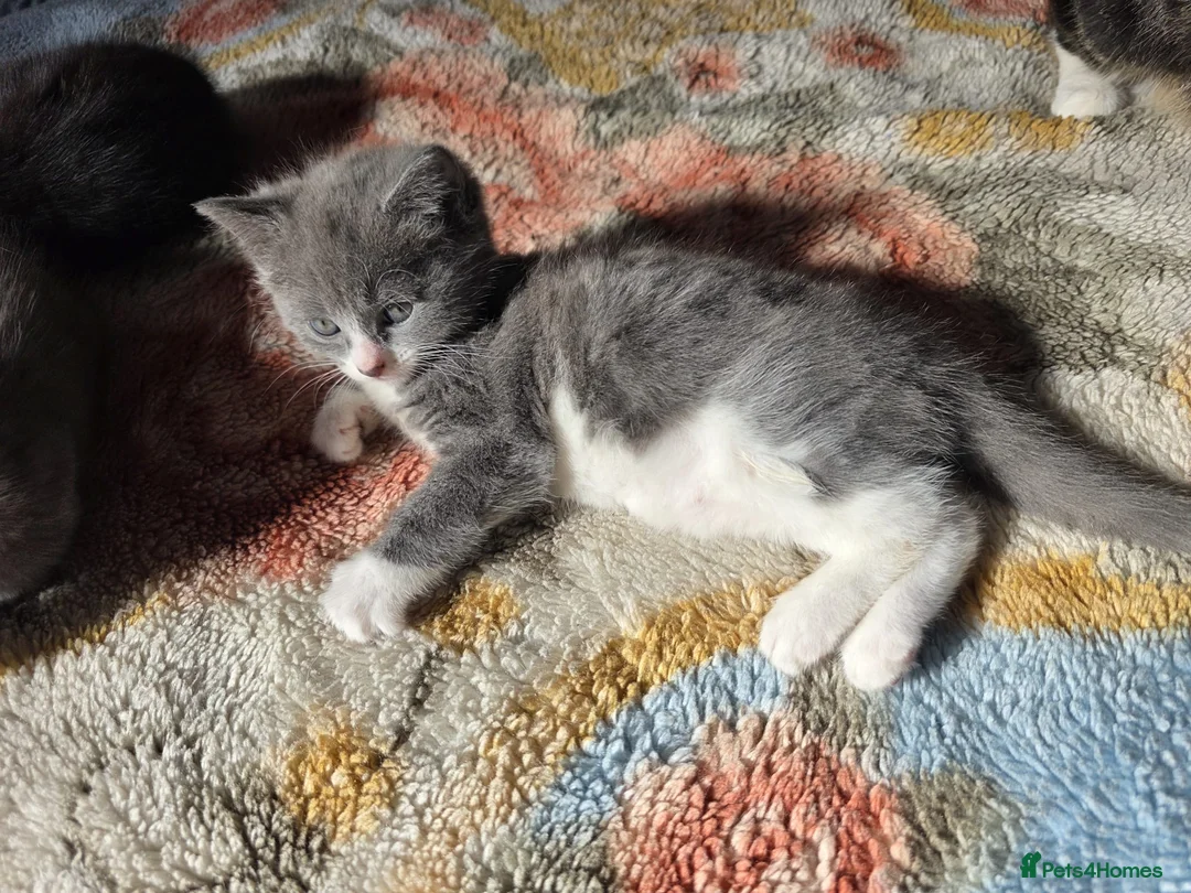 Mixed Breed cats for sale: Kittens - Advert 2