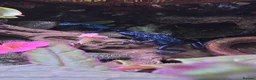 Frog reptiles for sale: Dendrobates tinctorius + full set up in Sheffield - Advert 2