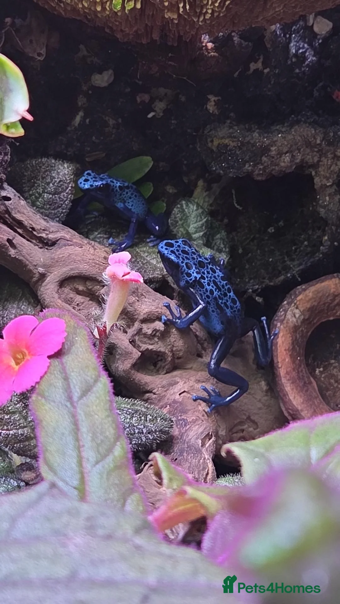 Frog reptiles for sale: Dendrobates tinctorius + full set up in Sheffield - Advert 2
