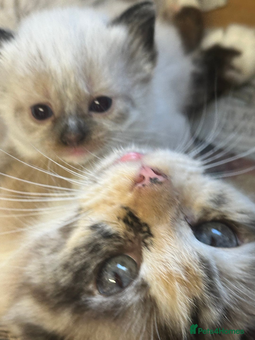 Mixed Breed cats for sale: Stunning part ragdoll kittens  - Image 6