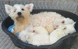 West Highland Terrier dogs for sale: West highland terrier  - Image 8