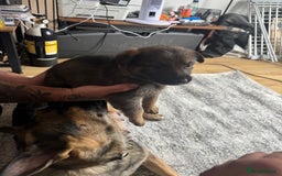 German Shepherd dogs for sale: 3 German shepherd puppies - Image 18